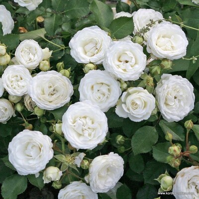 Роза миниатюрная Снежный поцелуй (Schneeküsschen)