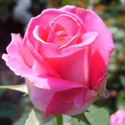 Роза чайно-гибридная Верди (Утро Парижа)`Verdi` (Бело-розовый)