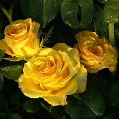 Роза чайно-гибридная Керио (Kerio) (желтая)