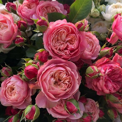 Роза чайно-гибридная Викториан Классик (Victorian Classic)