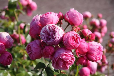 Роза флорибунда Помпонелла (Pomponella )